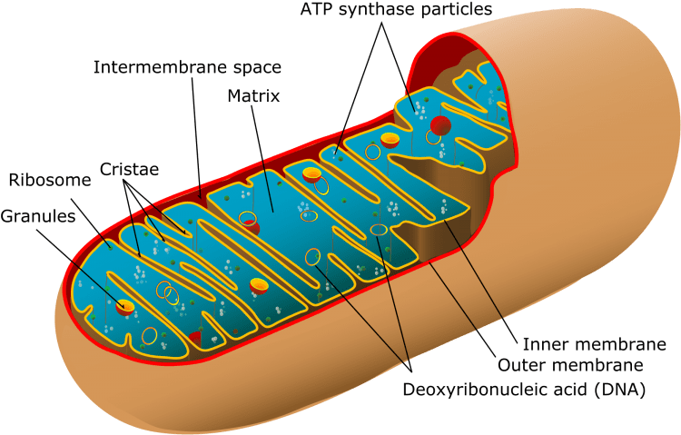 mitochondria curcumin