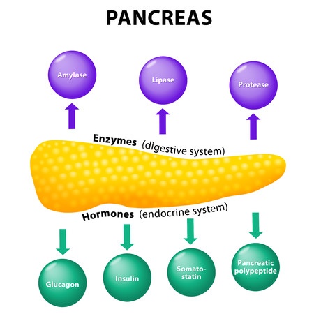 Pancreas Function | The Role of Pancreatic Enzymes | Role of Pancreatic
