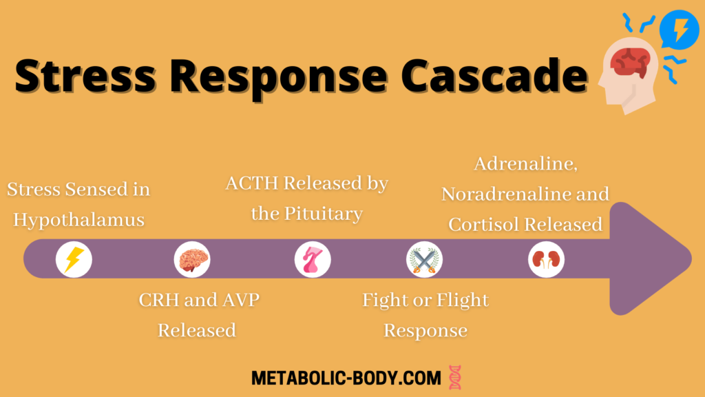Stress Response Cascade